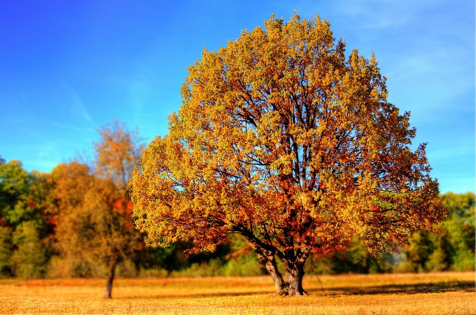 herbstbaum.jpg