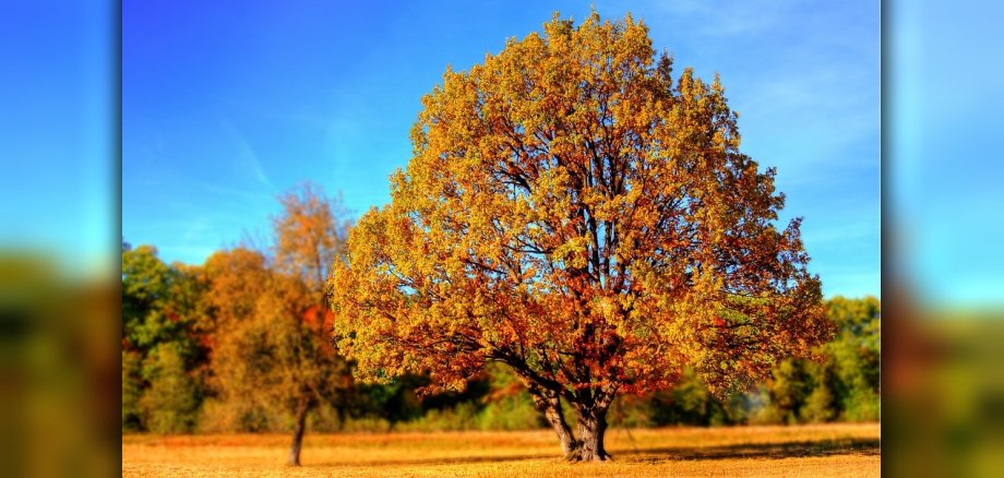 herbstbaum.jpg