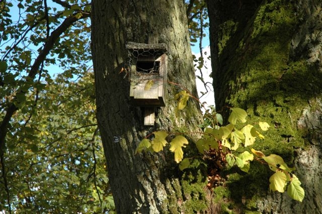 gehölzschnitt (1).jpg