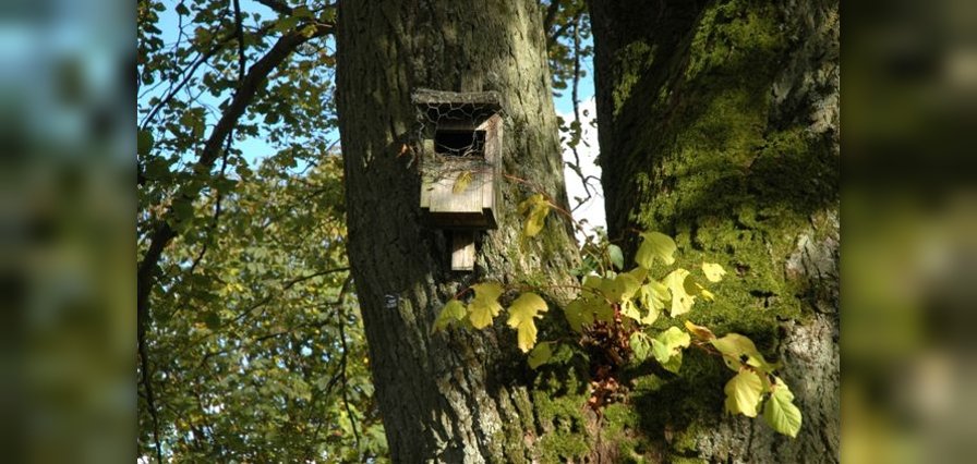 Schonzeiten bei Baum- und Strauchschnitt beachten